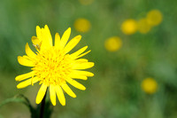 Oosterse Morgenster; Tragopogon pratensis; Oriental Salsify