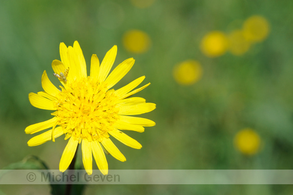 Oosterse Morgenster; Tragopogon pratensis; Oriental Salsify