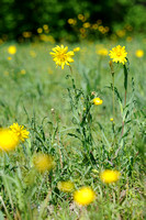 Oosterse Morgenster; Tragopogon pratensis; Oriental Salsify