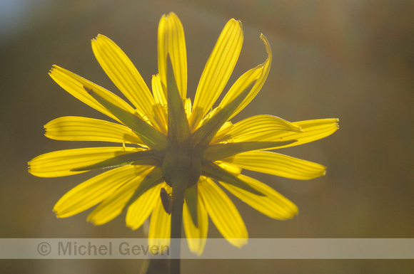 Oosterse Morgenster; Tragopogon pratensis; subsp. orientalis;Ori