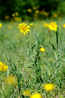 Oosterse Morgenster; Tragopogon pratensis; Oriental Salsify