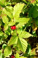 Steenbraam; Stone Bramble; Rubus saxatilis