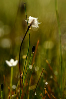 Eenarig wollegras; Hare's-tail cottongrass; Eriophorum vaginatum