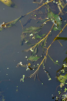 Langstengelig fonteinkruid; White-stemmed pondweed; Potamogeton