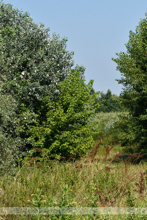 Vederesdoorn; Box elder; Acer negundo