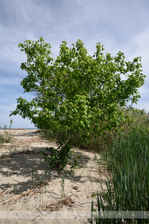 Vederesdoorn; Box-elder; Acer negundo;