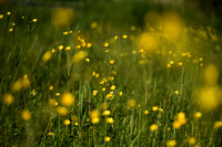 Scherpe boterbloem; Meadow buttercup; Ranunculus acris