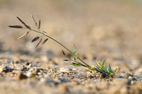 Klein Liefdegras - Little lovegrass - Eragrostis minor