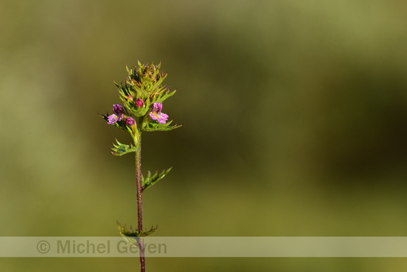 Slanke ogentroost; Slender Eyebright; Euphrasia micrantha