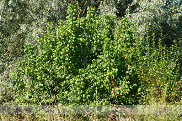 Vederesdoorn; Box elder; Acer negundo