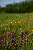 Scherpe boterbloem; Meadow buttercup; Ranunculus acris