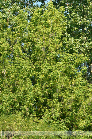 Vederesdoorn; Box elder; Acer negundo