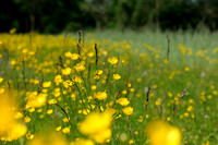 Scherpe Boterbloem - Meadow Buttercup - Ranunculus acris