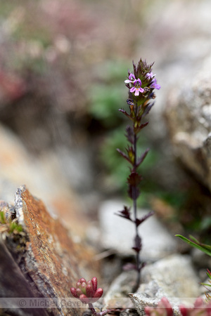 Slanke ogentroost; Slender Eyebright; Euphrasia micrantha