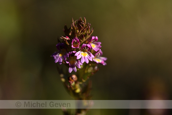 Slanke ogentroost; Slender Eyebright; Euphrasia micrantha