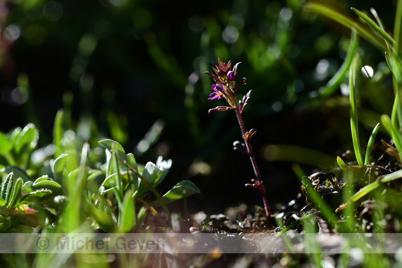 Slanke ogentroost; Slender Eyebright; Euphrasia micrantha