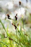 Carex frigida