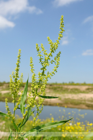 Wilgzuring; Willow-leaved Dock; Rumex salicifolius;