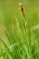 Blonde zegge; Tawny Sedge; Carex hostiana