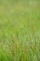 Blonde zegge; Tawny Sedge; Carex hostiana;