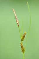 Blonde Zegge - Tawny Sedge - Carex hostiana