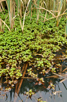 Waterlepeltje; Hampshire-purslane; Ludwigia palustris