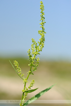 Wilgzuring; Willow-leaved Dock; Rumex salicifolius;