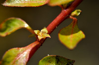 Waterlepeltje; Hapshire-purslane; Ludwigia palustris