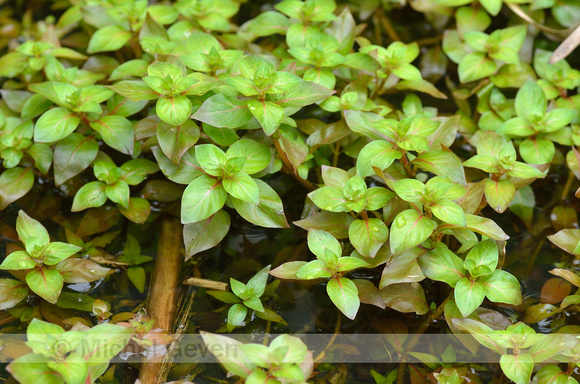 Waterlepeltje; Hampshire-purslane; Ludwigia palustris