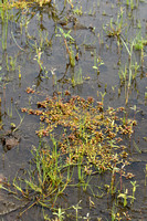 Waterlepeltje; Hapshire-purslane; Ludwigia palustris