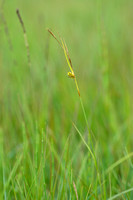 Blonde zegge; Tawny Sedge; Carex hostiana;