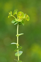 Euphorbia barrelieri