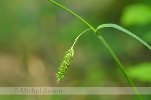 Gladde zegge; Smooth-stalked Sedge; Carex laevigata