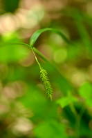 Gladde zegge; Smooth-stalked Sedge; Carex laevigata