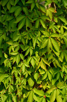 Vijfbladige wingerd - Virgina Creeper - Parthenocissus quinquefolia