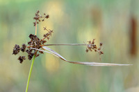 Donkergroene bies - Green bulrush - Scirpus atrovirens subsp. geo