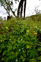 Yellow Alpine Milkvetch; Astragalus frigidus