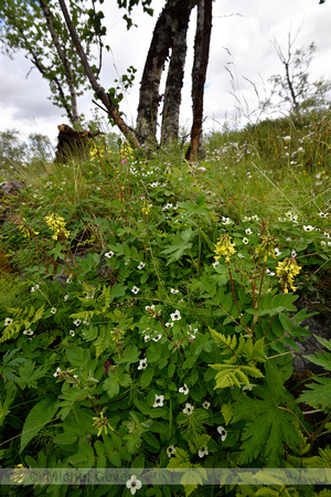 Yellow Alpine Milkvetch; Astragalus frigidus