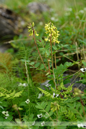 Yellow Alpine Milkvetch; Astragalus frigidus