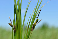 Polzegge - Carex cespitosa