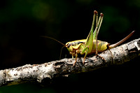 Schmidt's Marbled Bush-Cricket; Eupholidoptera schmidti