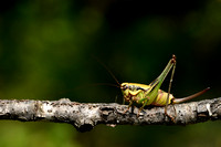 Balkanzorrosprinkhaan - Smidt's Marbled Bush-cricket - Eupholidoptera schmidti