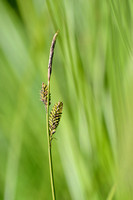 Polzegge; Carex cespitosa;