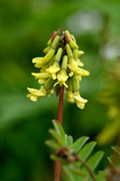 Yellow Alpine Milkvetch; Astragalus frigidus