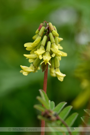 Yellow Alpine Milkvetch; Astragalus frigidus