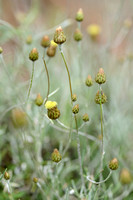 Phagnalon rupestre subsp. Illyricum