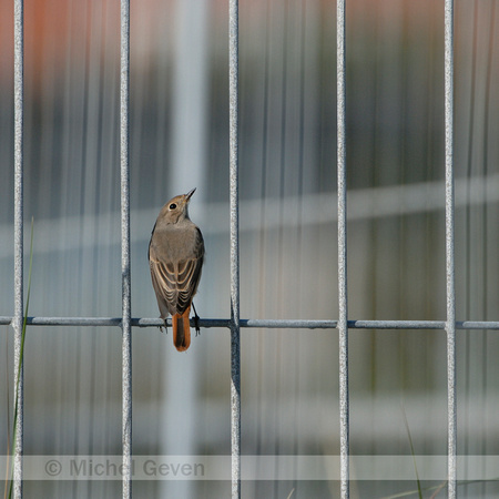 Gekraagde Roodstaart; Redstart; Phoenicurus phoenicurus