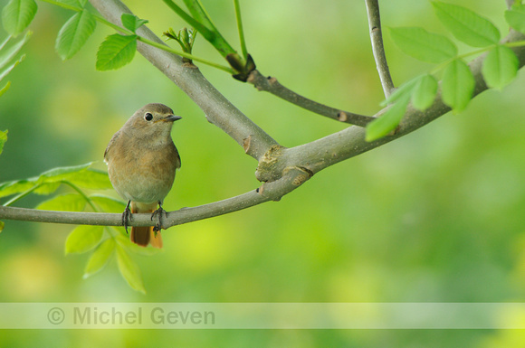 Gekraagde Roodstaart; Redstart; Phoenicurus  phoenicurus