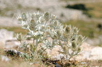 Eryngium spina-alba