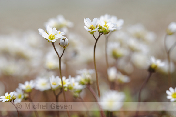 Vroegeling; Common Whitlowgrass; Erophila verna; Draba verna